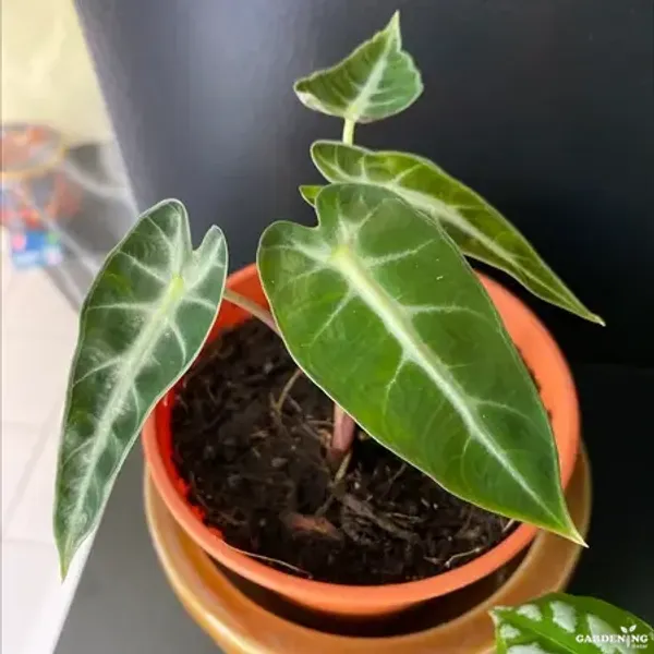 Premium Indoor Plants Combo (Pink Dragon, Grandis, Melo, Bambino)