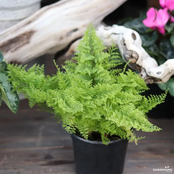 Cotton candy fern