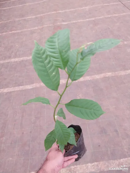 Rollinia Fruit Plant