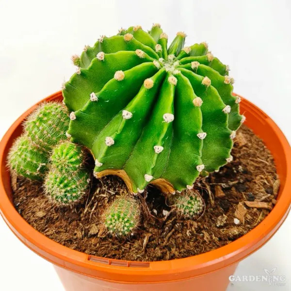 Mini Cacti Combo Of 9 Plants (Mammillaria Zeilmanniana, Echinopsis Chamaecereus, Sulcorebutia, Echinopsis Tubiflora, Fairy Castle, White Bunny Ear,  Mammillaria Elongata, Mammillaria Prolifera, Red Bunny Ear)