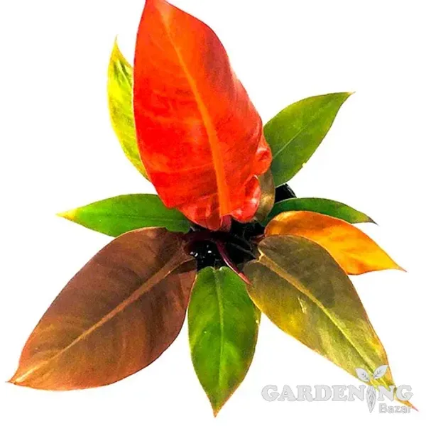 Philodendron Sun Red