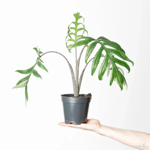 Brancifolia (Aglaonema brancifolia)
