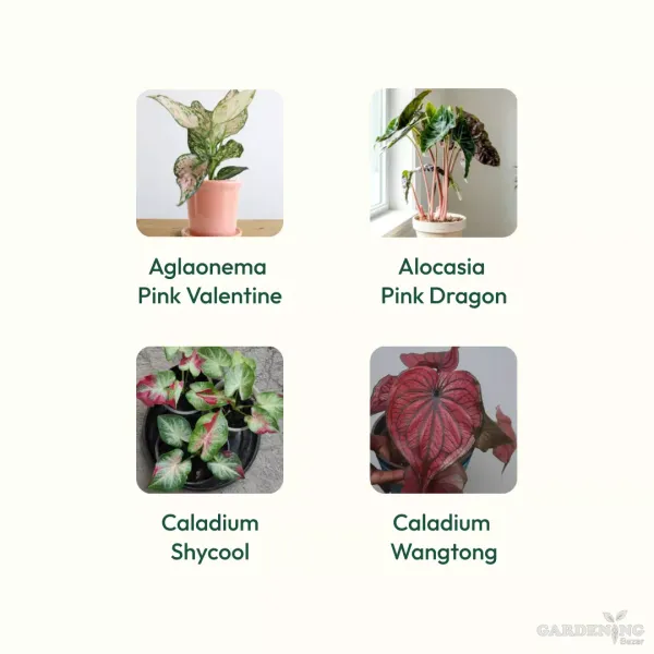 Exotic Combo Of 4 (Aglaonema Pink Valentine, Alocasia Pink Dragon, Caladium Shycool, Caladium Wangtong )