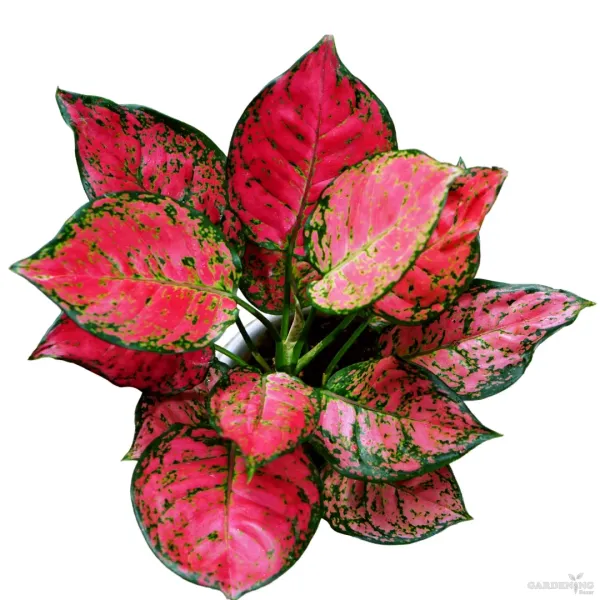 Red Beauty Aglaonema