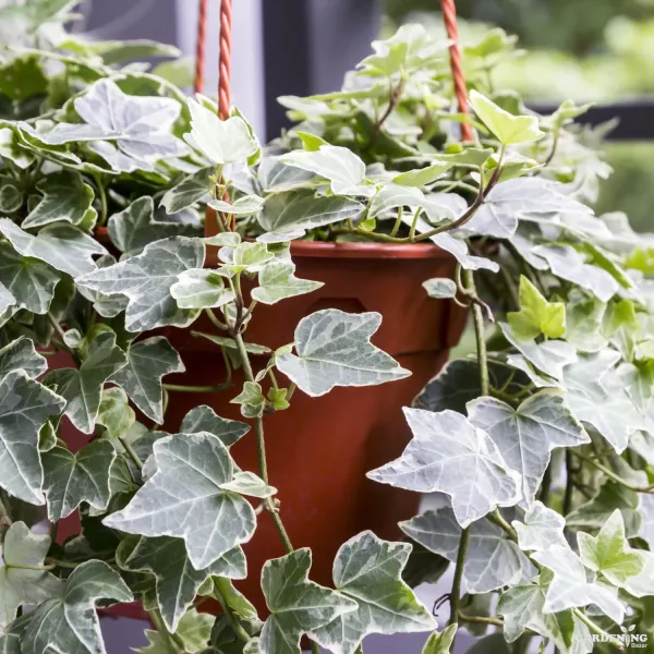 Mini Succulent Combo Of 2 Plants(English ivy, string of tears)