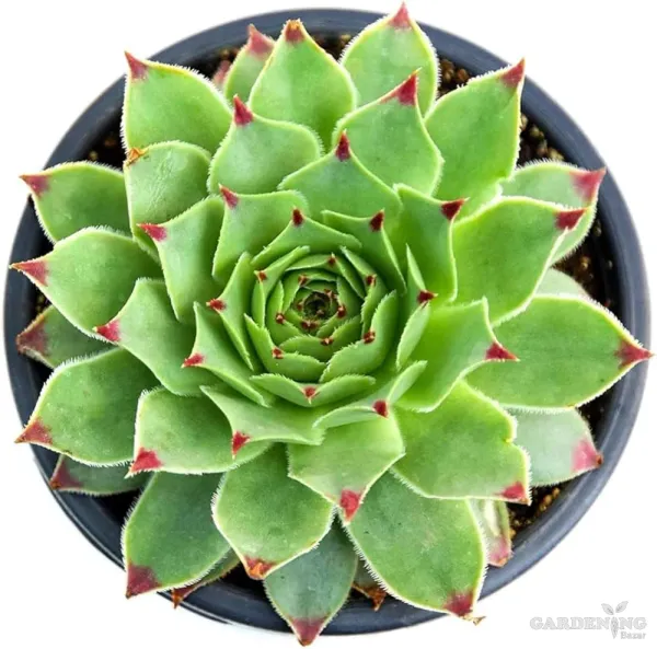 Mini Succulent combo of 12 Plants (Crassula arborescens, Laxmi Kamal, Jade Plant, String Of Pearls,  Kalanchoe Blossfeldiana, Echeveria Devotion, Red campfire, Jade Plant Elephant Bush, Sedum Nussbaumerianum, English Ivy, Moon Stone , Crassula Gollum)