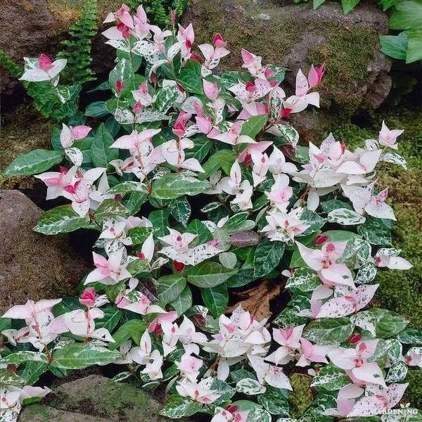 Asiatic Jasmine Snow Rare