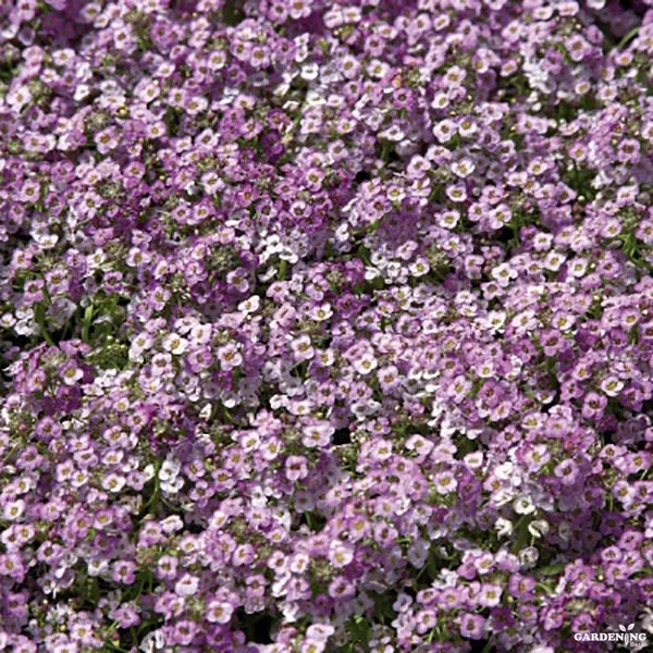 Alyssum Wonderland Blue Qty(10)