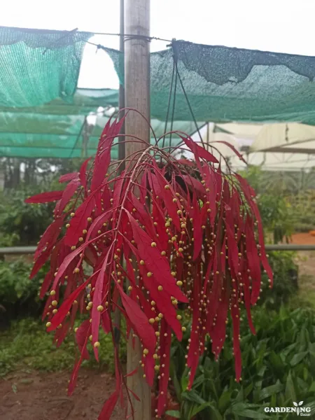 Pseudorhipsalis / Red Rhipsalis