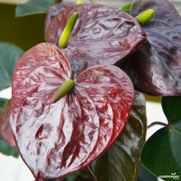 Chocolate Anthurium Miniature