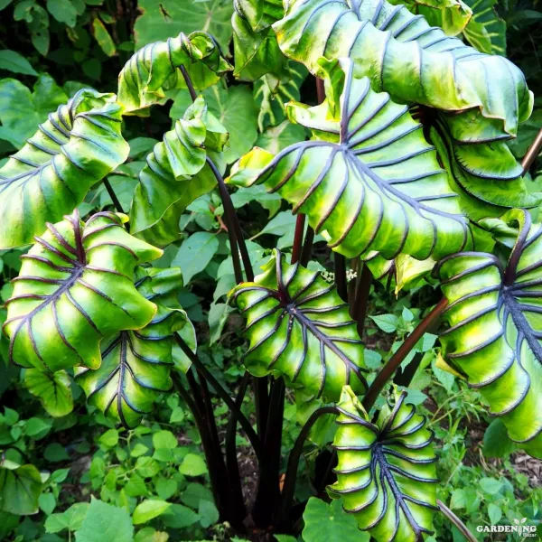 Colocasia Pharaoh Mask