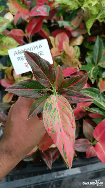 Aglaonema Red Vein