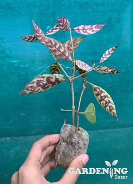 Black Pagoda Lipstick Plant