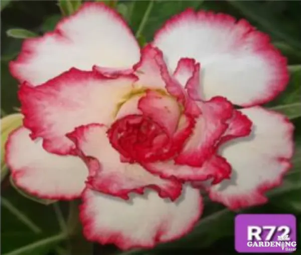Grafted Adenium Obesum R72