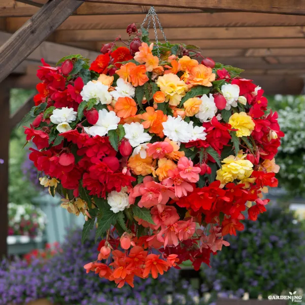 Premium Winter Flower Seeds Combo [Dianthus Floral Lace Mix(10), Pansy F1 Maj.Gts.II Mix(10), Begonia Thy Illumination Mix(10)]