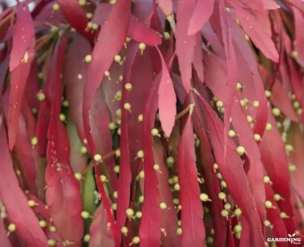 Pseudorhipsalis / Red Rhipsalis