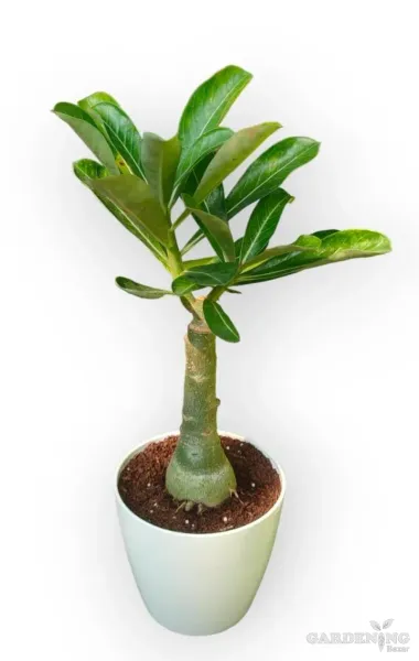 Grafted Adenium Obesum R82