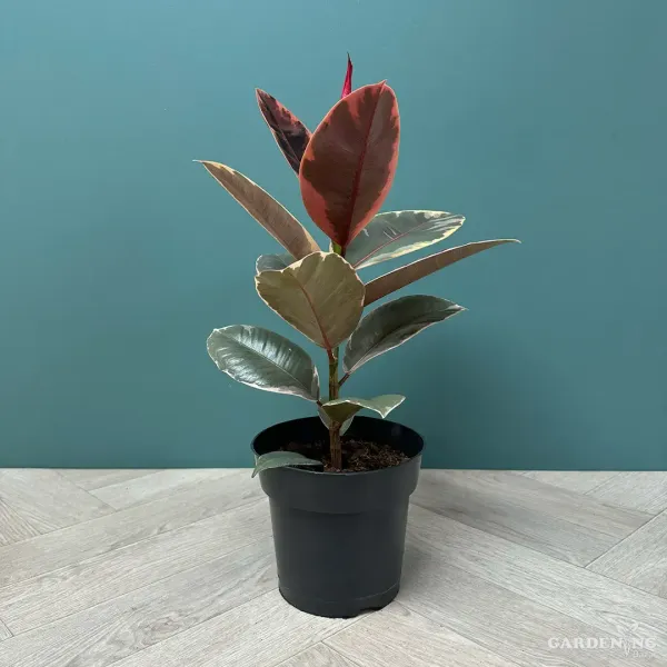 Ficus (rubber plant) red and green