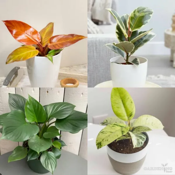 Exotic Combo Of 4 (Philodendron Sun Red, Ficus Elastica Tineke White, Homalomena Emerald Gem, Ficus Shiveriana)