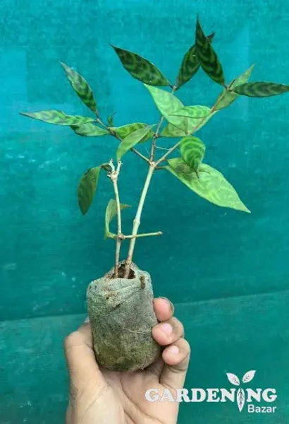 Black Pagoda Lipstick Plant