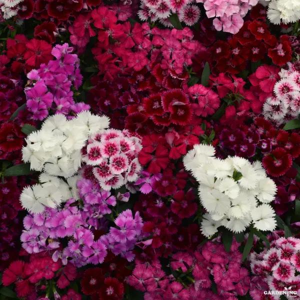 Dianthus Floral Lace Mix Qty(10)