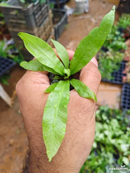 Asplenium crispy wave
