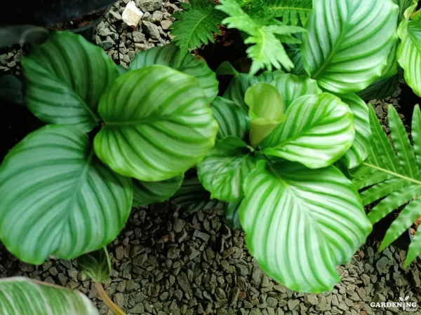 Calathea Orbifolia