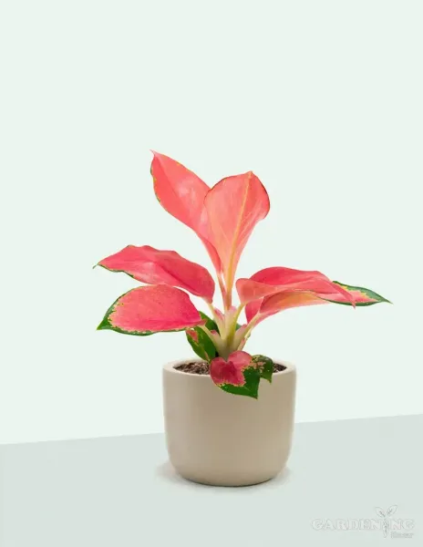 Aglaonema Thailand Red