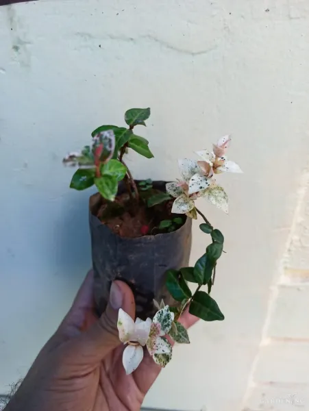 Asiatic Jasmine Snow Rare