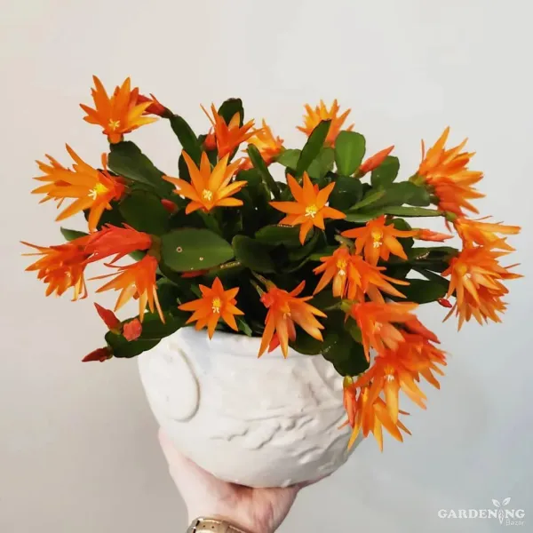 Christmas cactus orange