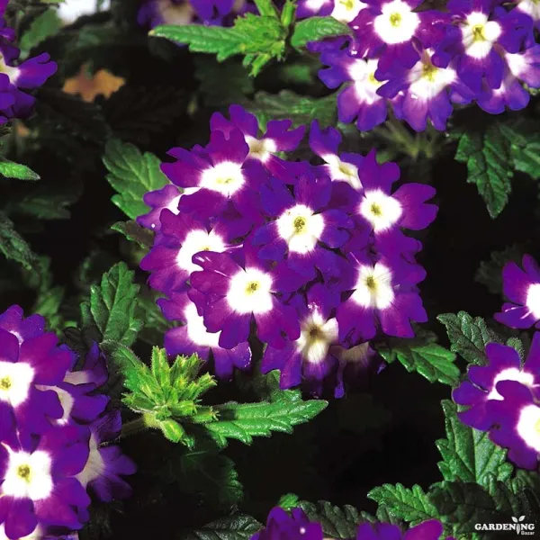 Verbena Obsession Formula Mix Qty(10)