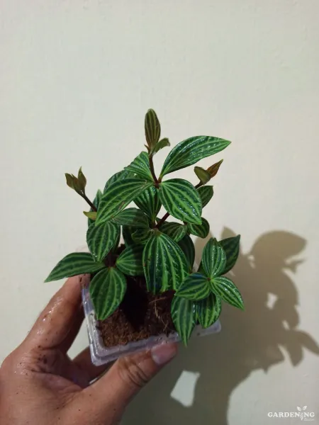 Parallel Peperomia