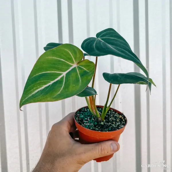 Philodendron Gloriosum