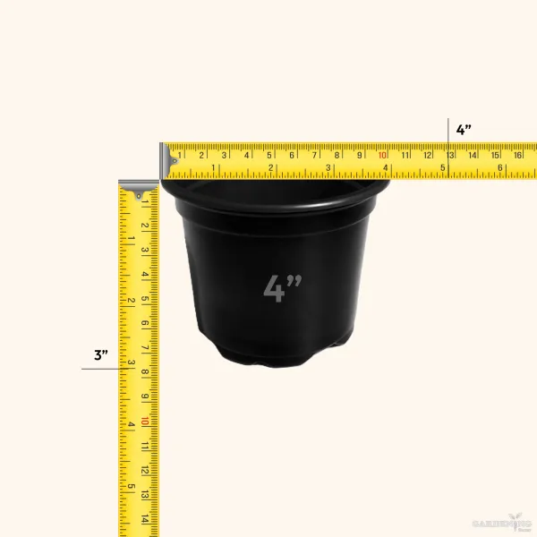 Black Thermoform Pot 4 inch (Set of 20)