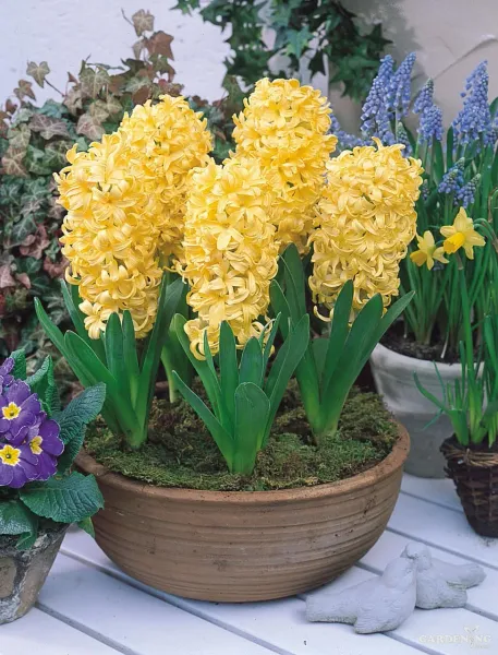 Hyacinth  Yellow 4 bulbs (Imported varieties)