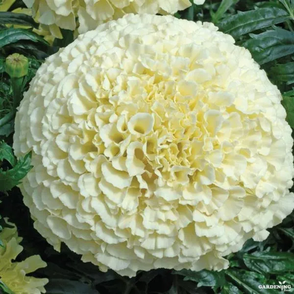 Premium Winter Flower Seeds Combo [Cineraria(10), Gazania(10), Petunia(10) & Marigold(5)]