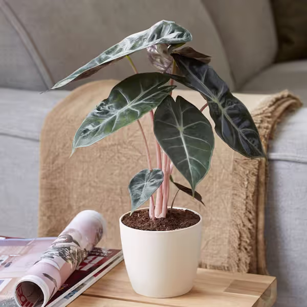 Pink Dragon Plant (Aglaonema ‘Pink Dragon’)
