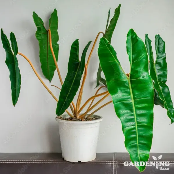 Philodendron Billietiae