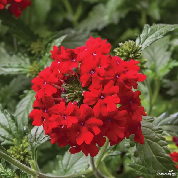 Verbena Obsession Formula Mix Qty(10)