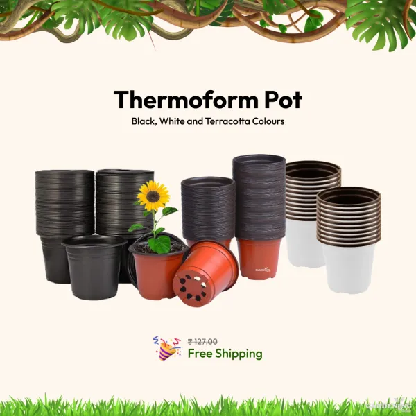 Black Thermoform Pot 6 inch (Set of 100)