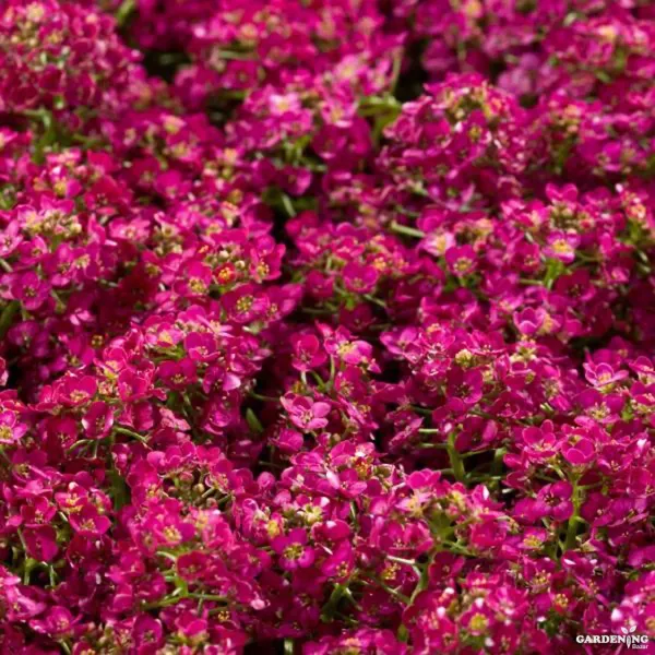 Alyssum Easter Bonnet Deep Pink Qty(10)