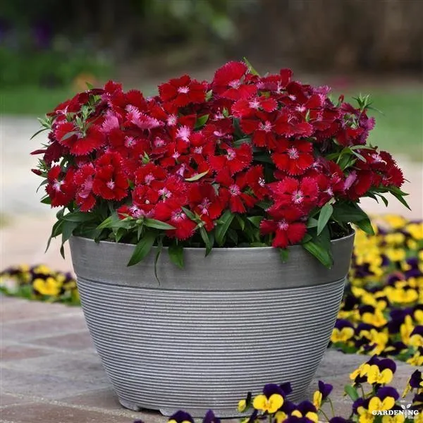 Dianthus Floral Lace Mix Qty(10)