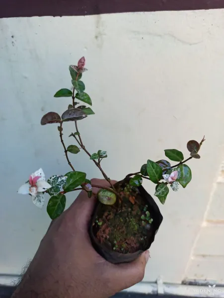 Asiatic Jasmine Snow Rare