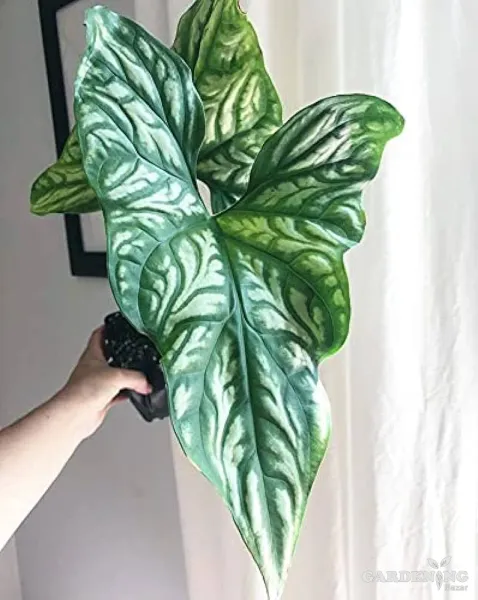 Cercestis mirabilis Rare