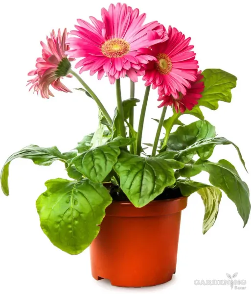 Terracotta Thermoform Pot 6 inch (Set of 100)
