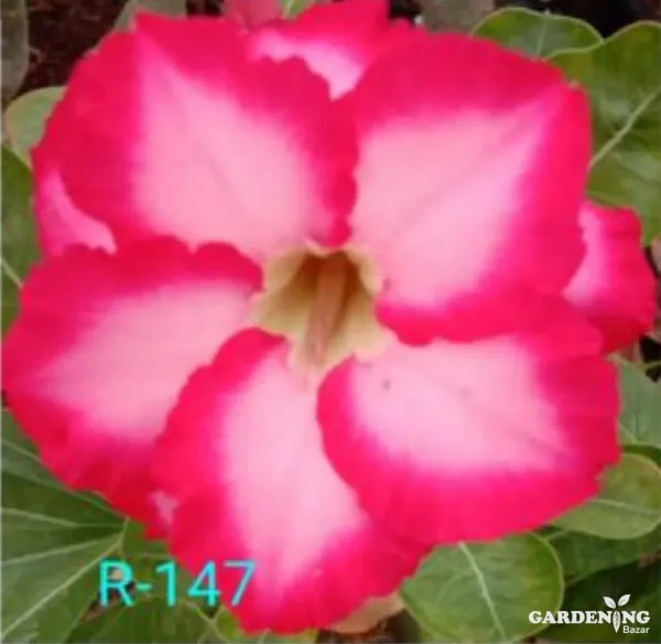 Grafted Adenium Obesum R147