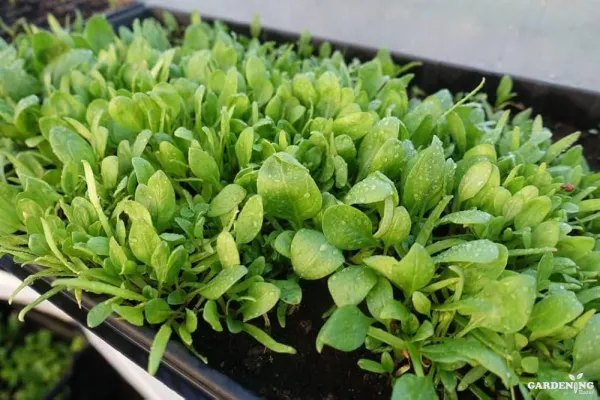 Spinach Seeds (Paalak) Qty (150-200)
