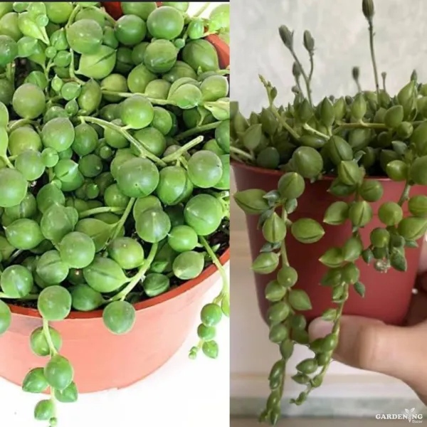 Mini succulent combo of 2 plants (string of tears and String of pearls)