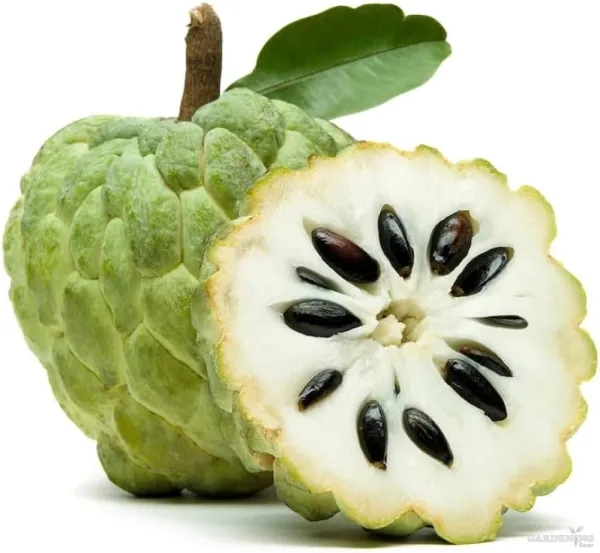 Custard Apple