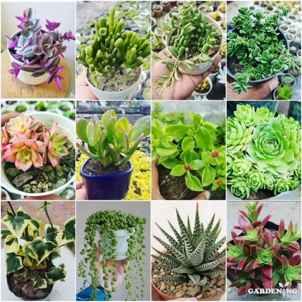 Mini Succulent combo of 12 Plants (Tradescantia, Ogre Ear, String Of Banana, Crassula David, Aeonium Decorum, Crassula Aborescens, Baby Sun Rose, Laxmi Kamal, English Ivy, String Of Pearls, Zebra Haworthia,  Red Flames)